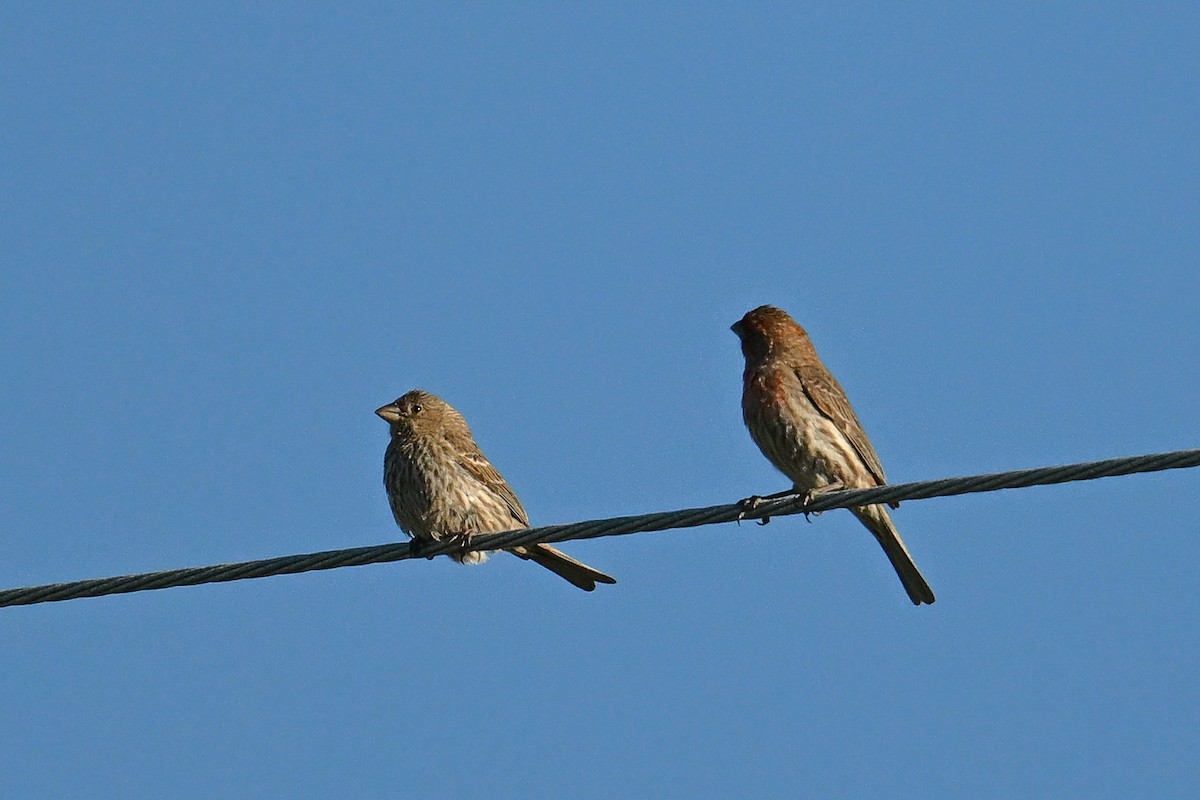 House Finch - ML644466243