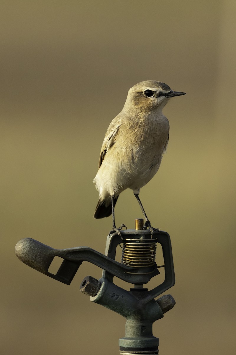 Бүжимч чогчиго - ML644466244