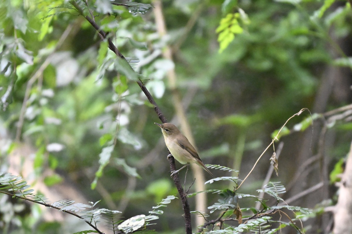 ヤブヨシキリ - ML644466249