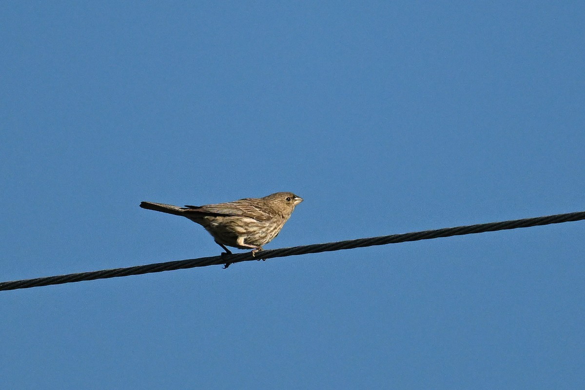 House Finch - ML644466250