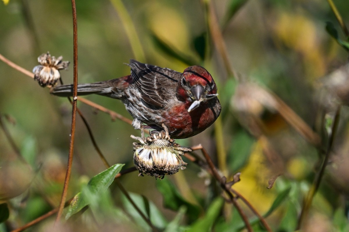 House Finch - ML644466257