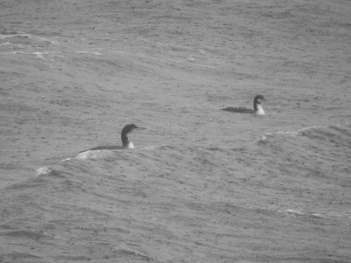 Pacific Loon - ML644466259