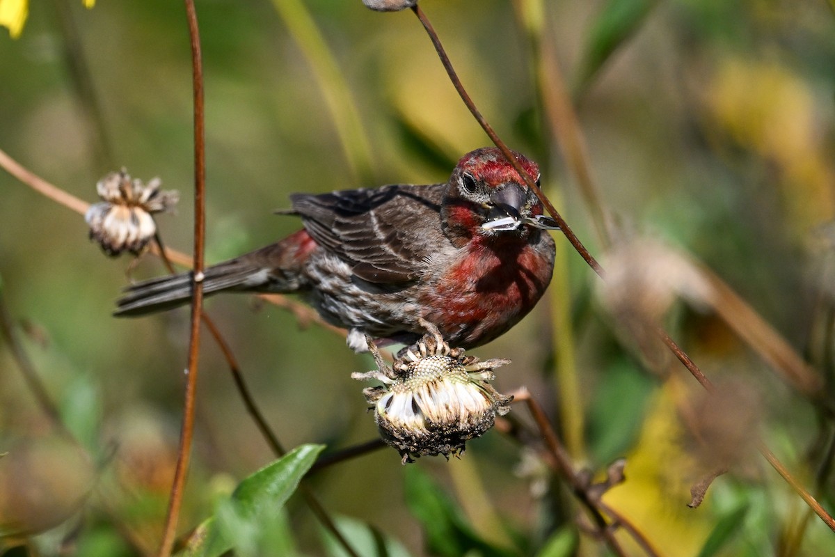 House Finch - ML644466262