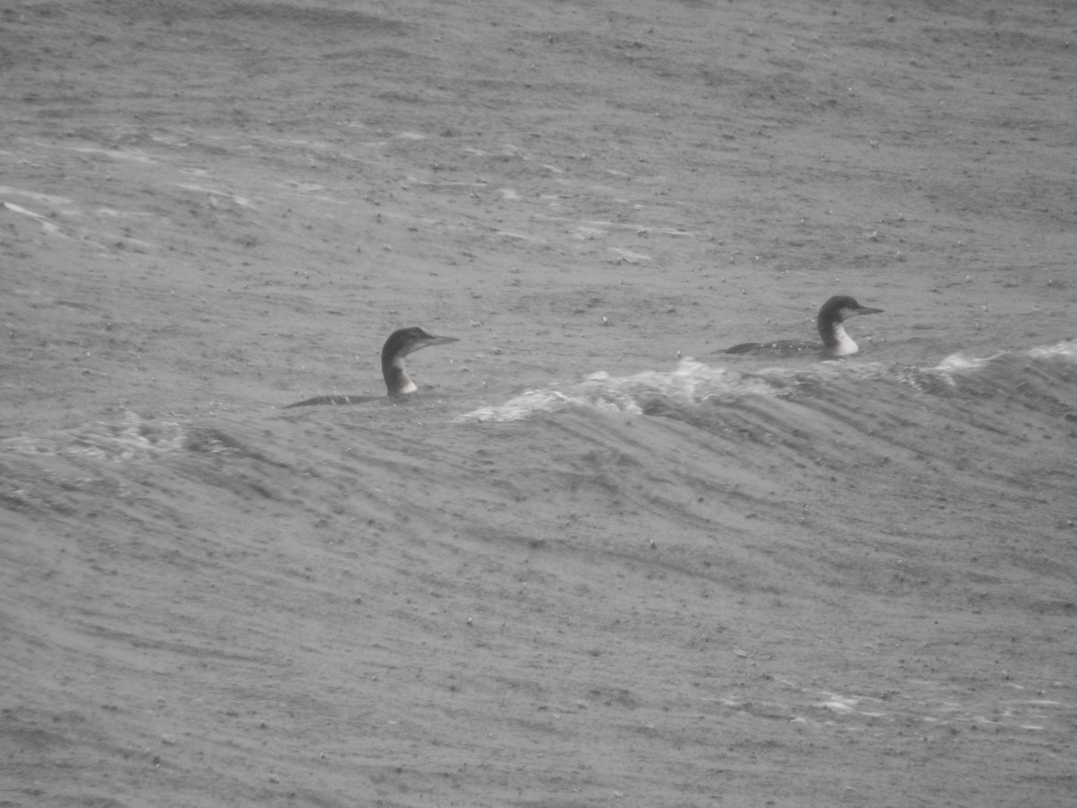 Pacific Loon - ML644466264