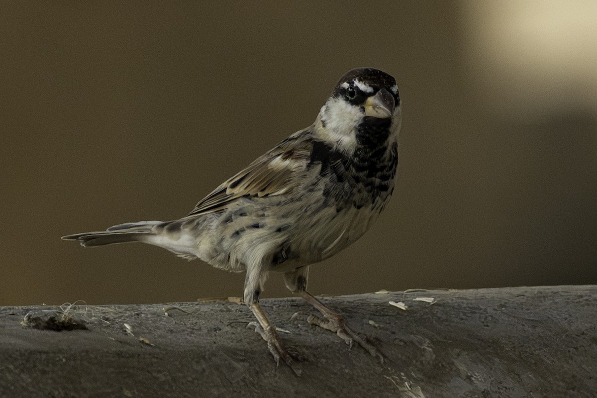 Spanish Sparrow - ML644466265