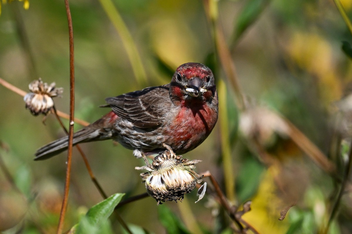 House Finch - ML644466268