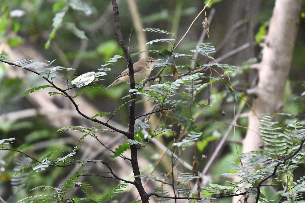 ヤブヨシキリ - ML644466278