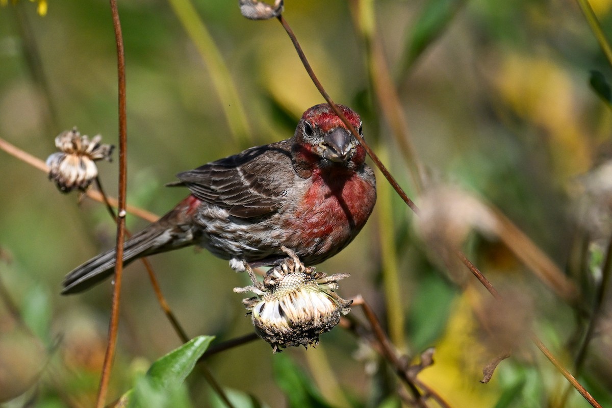 House Finch - ML644466281