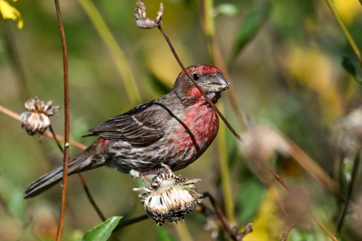 House Finch - ML644466285