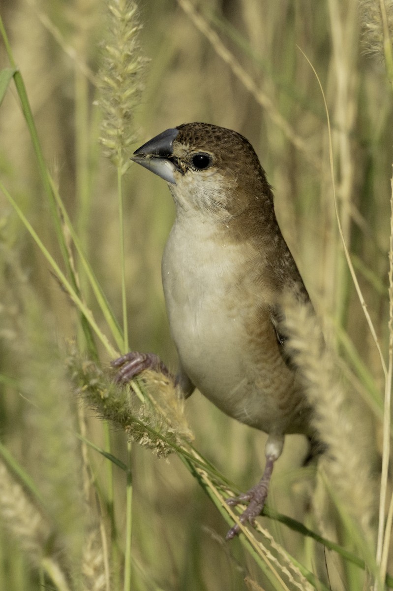 Indian Silverbill - ML644466287