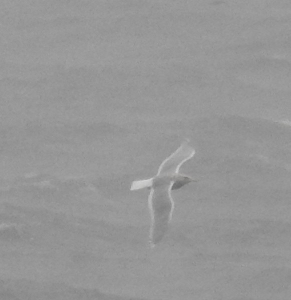 Серокрылая чайка - ML644466289