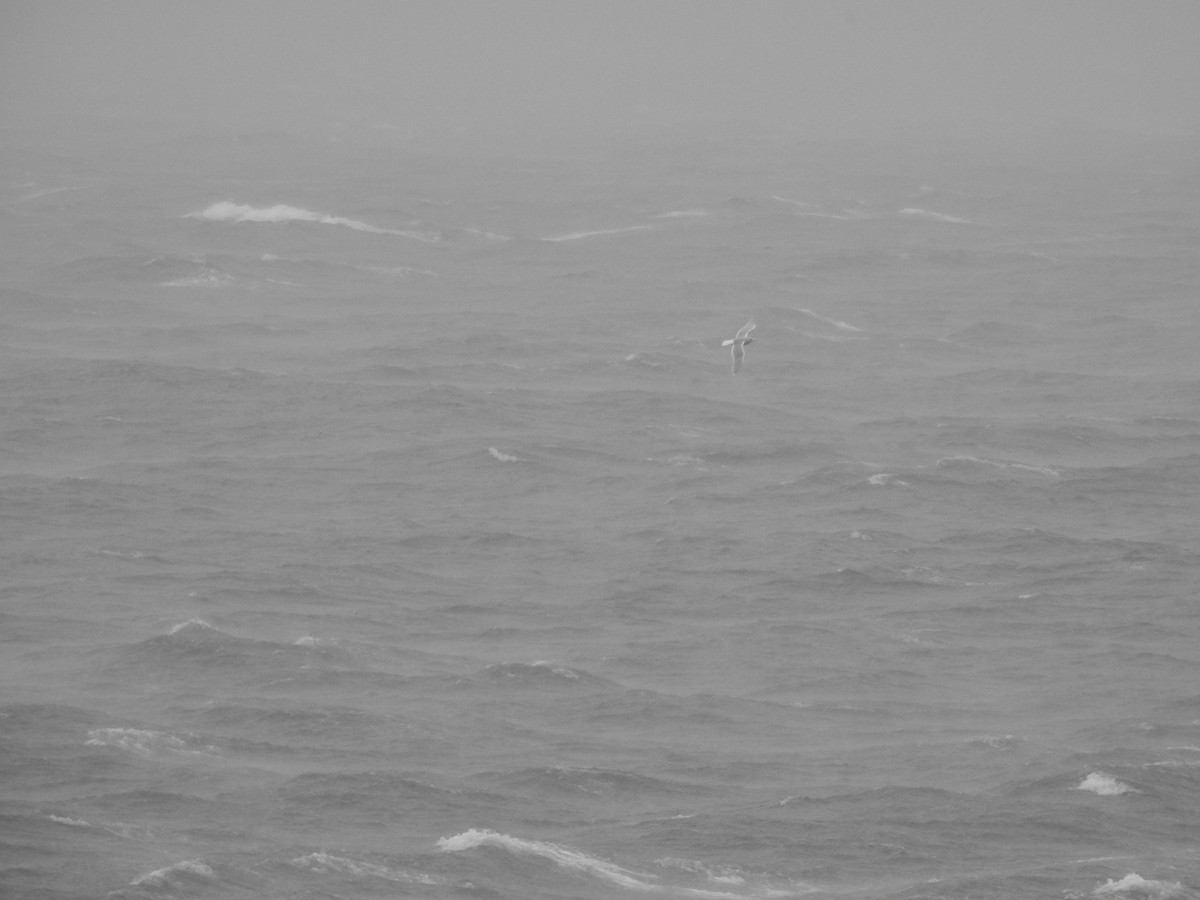 Серокрылая чайка - ML644466291