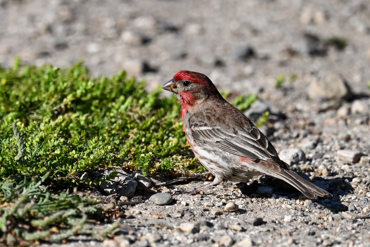 House Finch - ML644466295