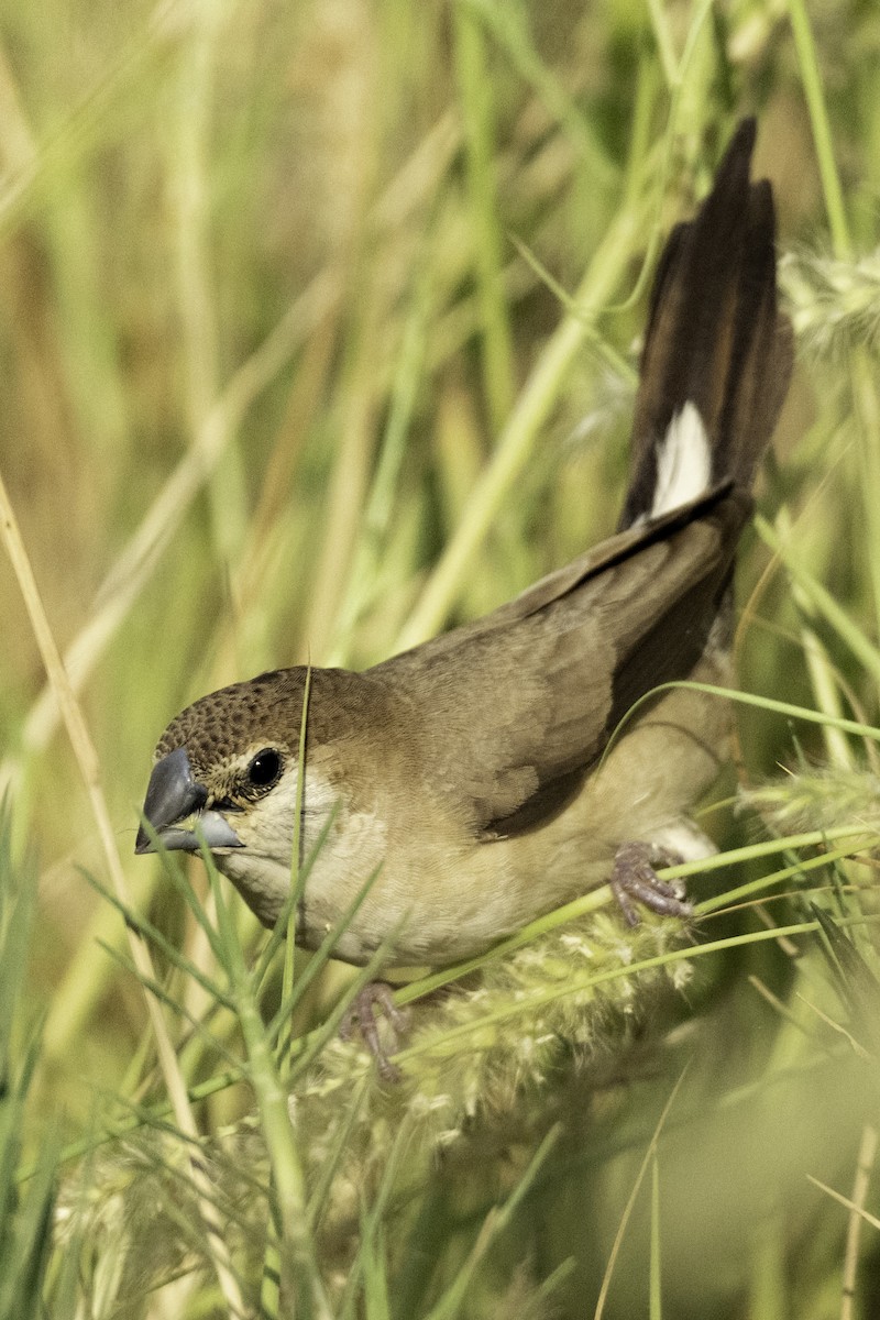 Indian Silverbill - ML644466297