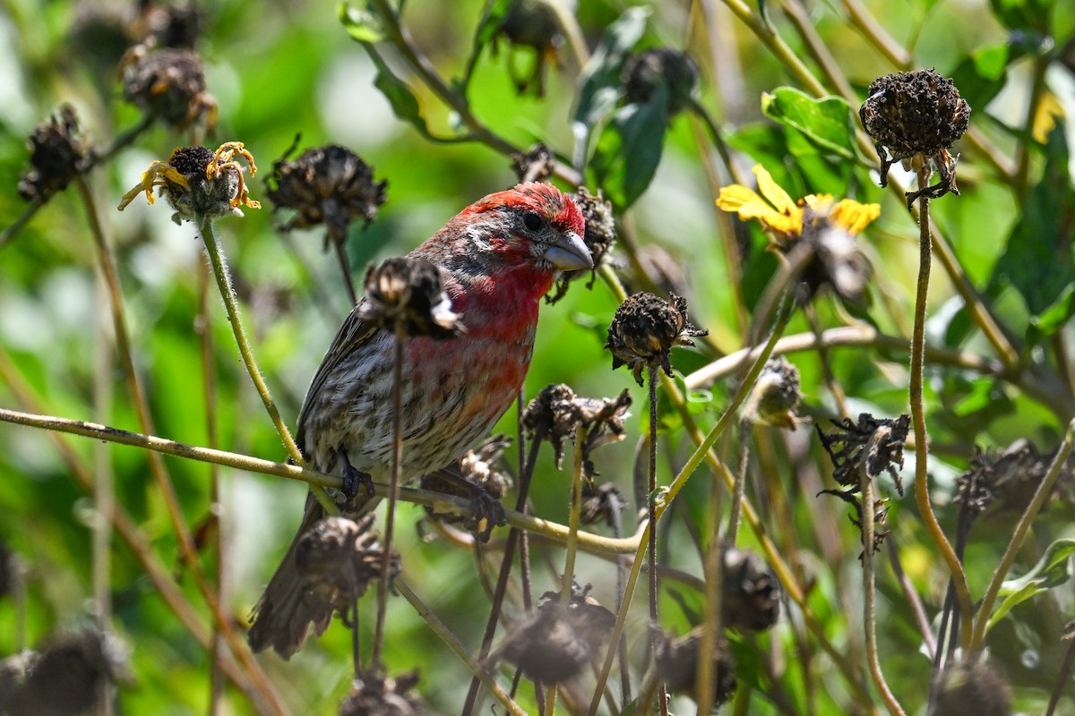 House Finch - ML644466300