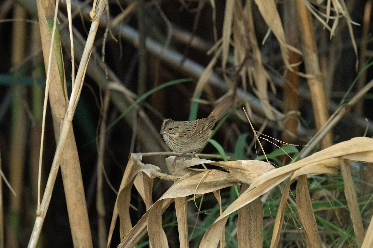 Lincoln's Sparrow - ML644466302