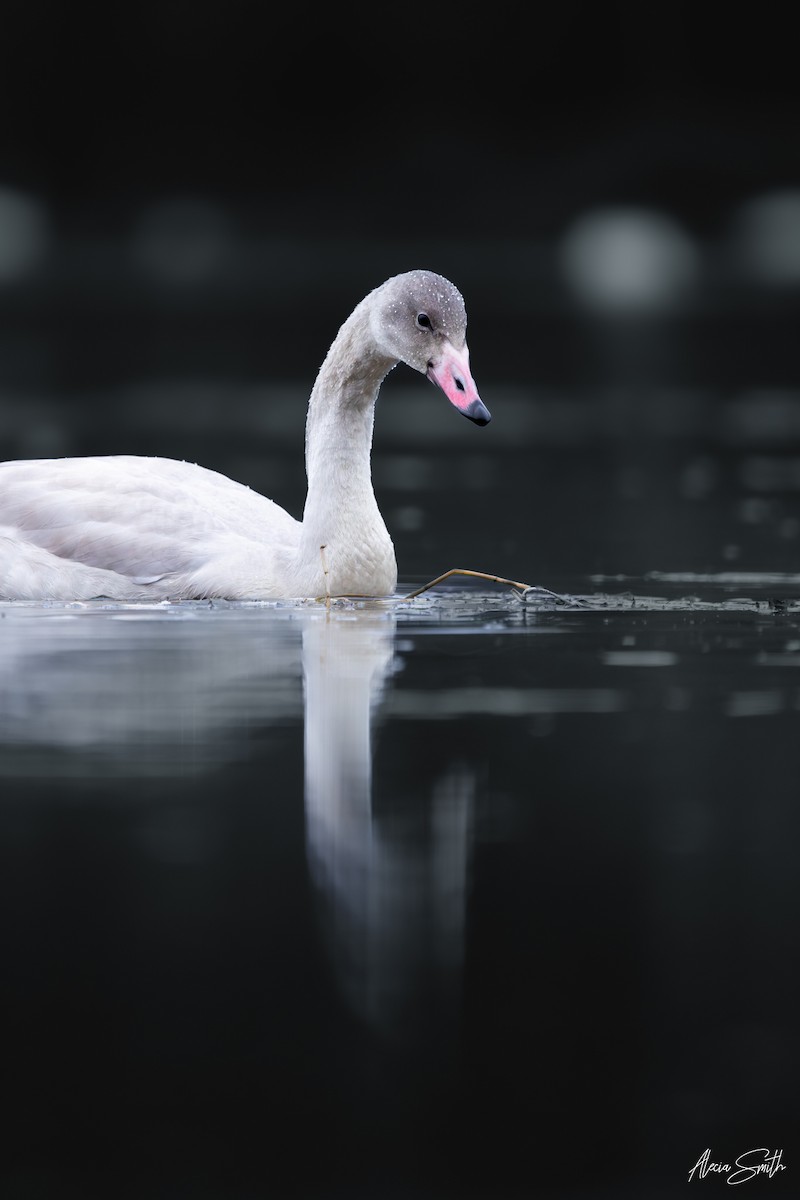 Tundra Swan - ML644466309