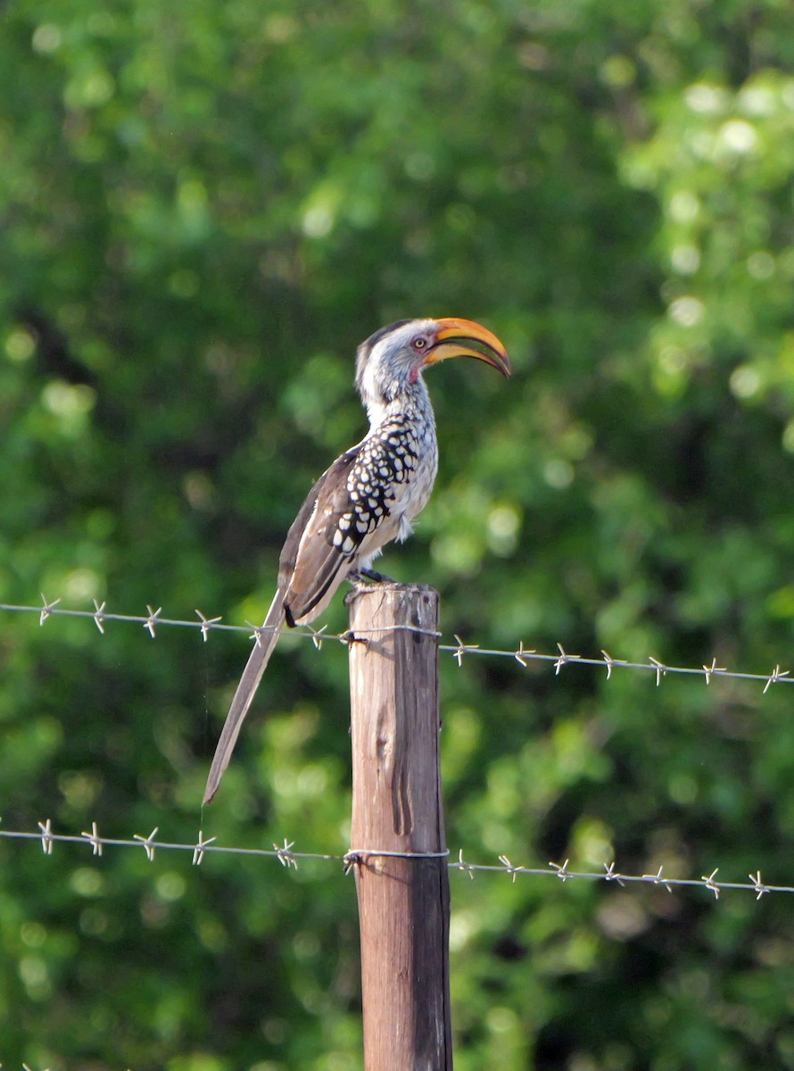 Southern Yellow-billed Hornbill - ML644466320