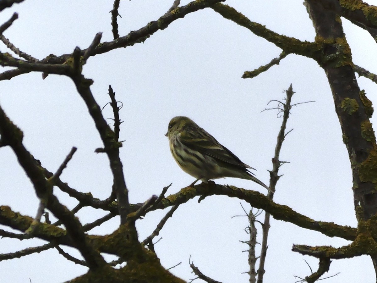 בזבוז אירופי - ML644466321