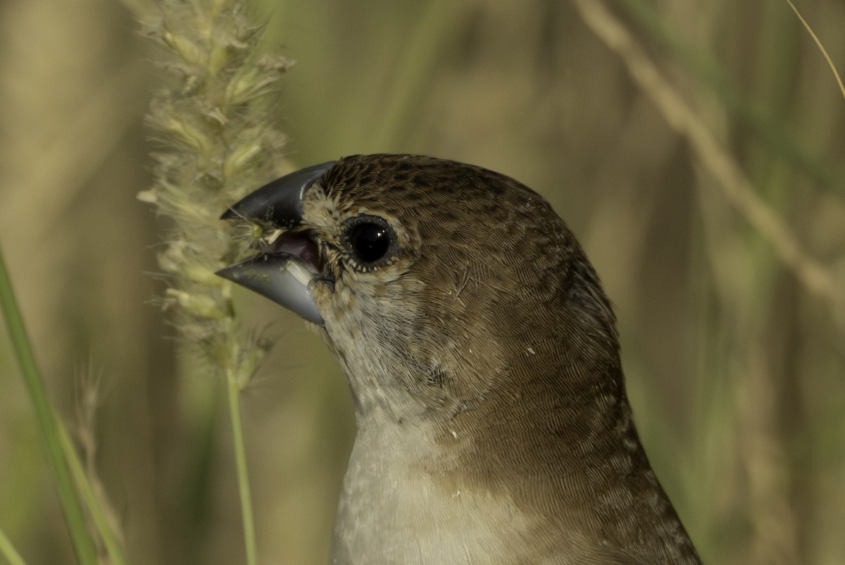 Indian Silverbill - ML644466324