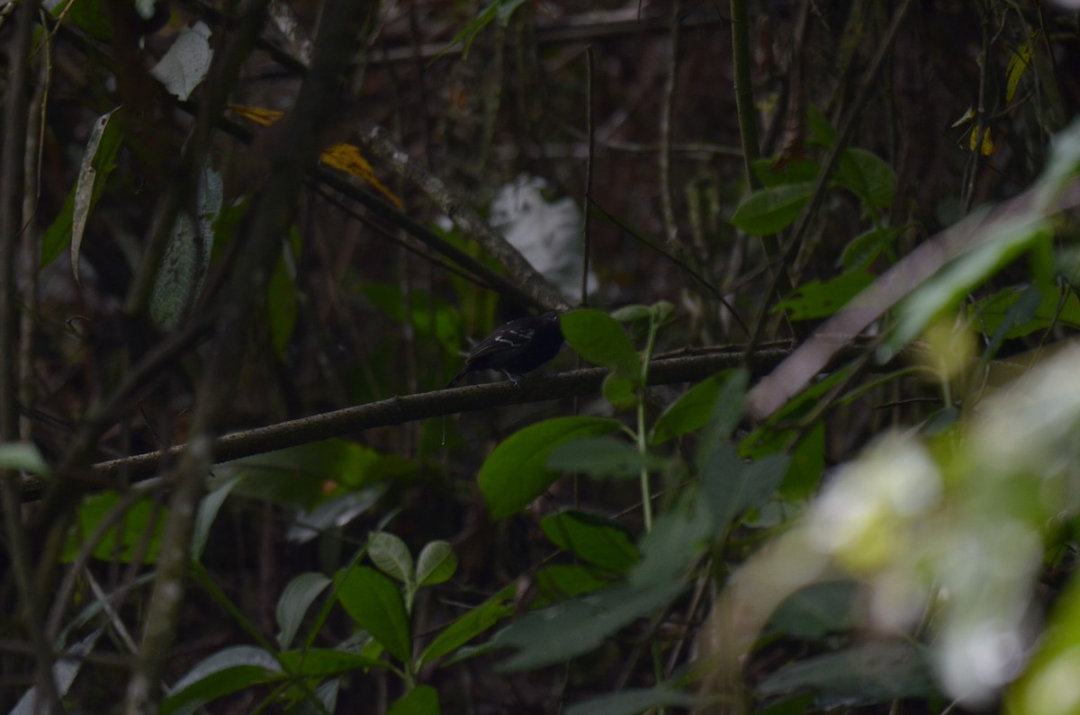Variable Antshrike - ML644466335