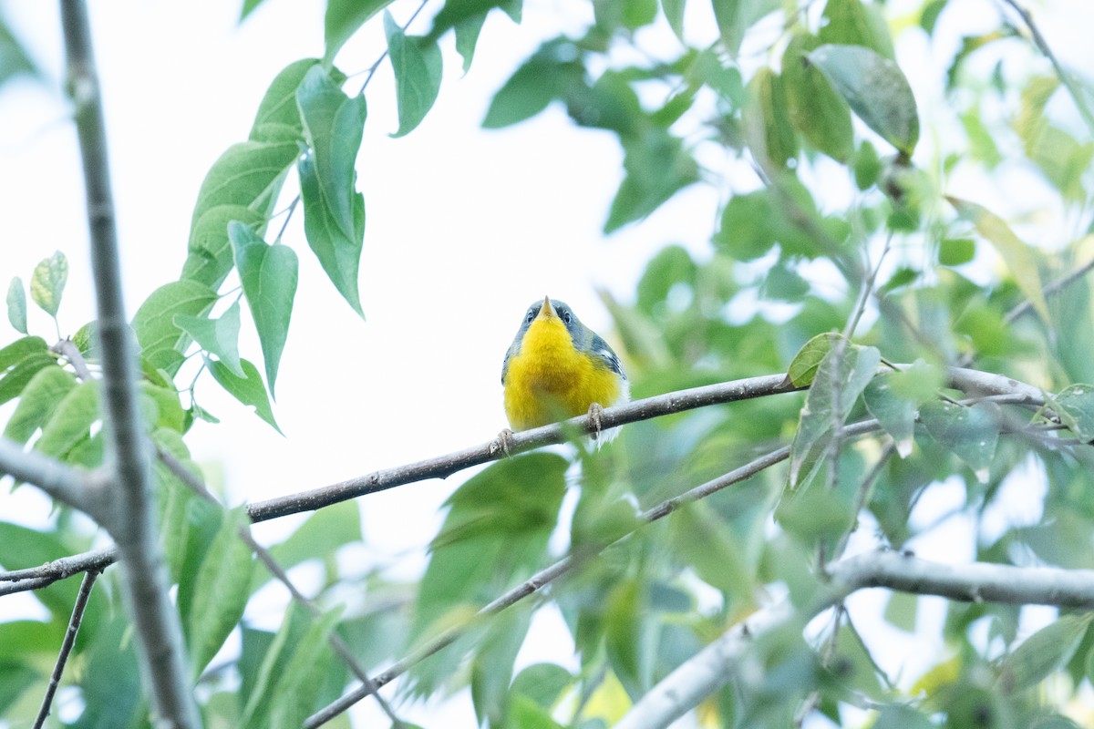 Northern x Tropical Parula (hybrid) - ML644466338