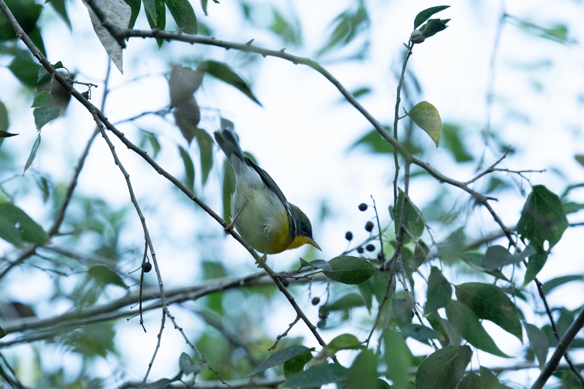 Northern x Tropical Parula (hybrid) - ML644466340