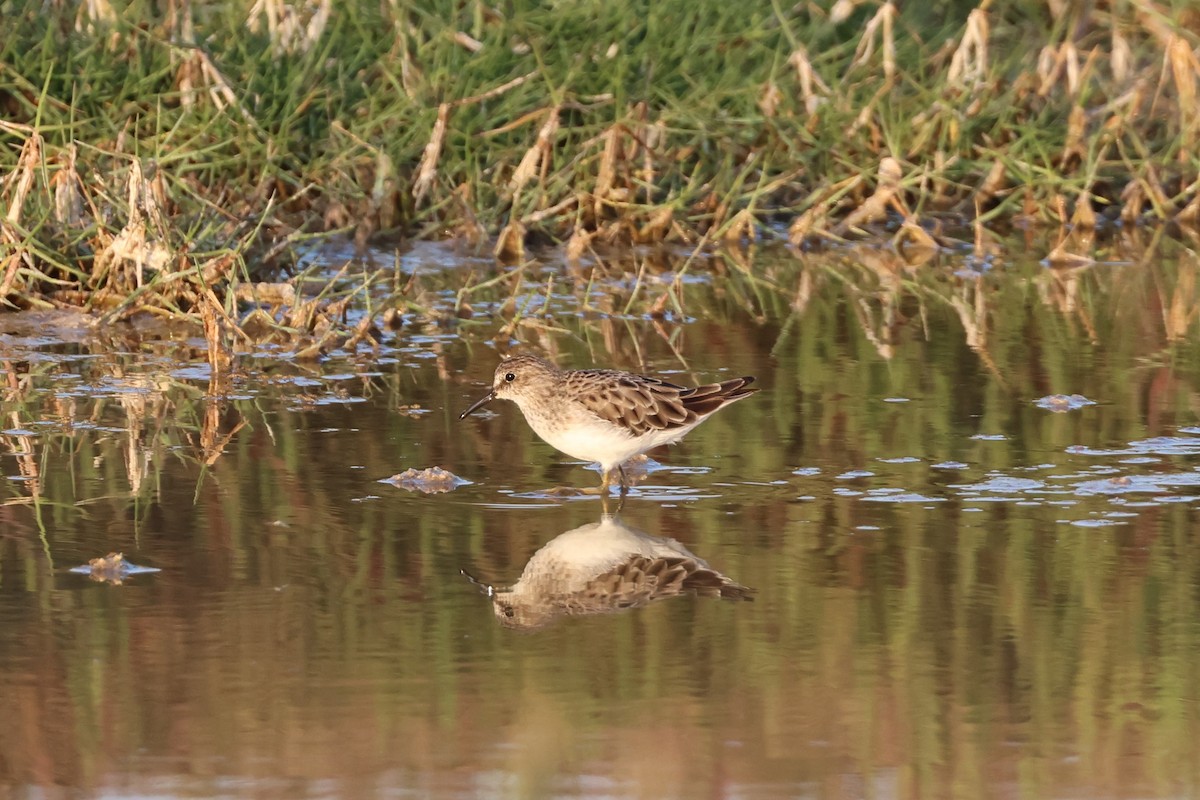 アメリカヒバリシギ - ML644466343