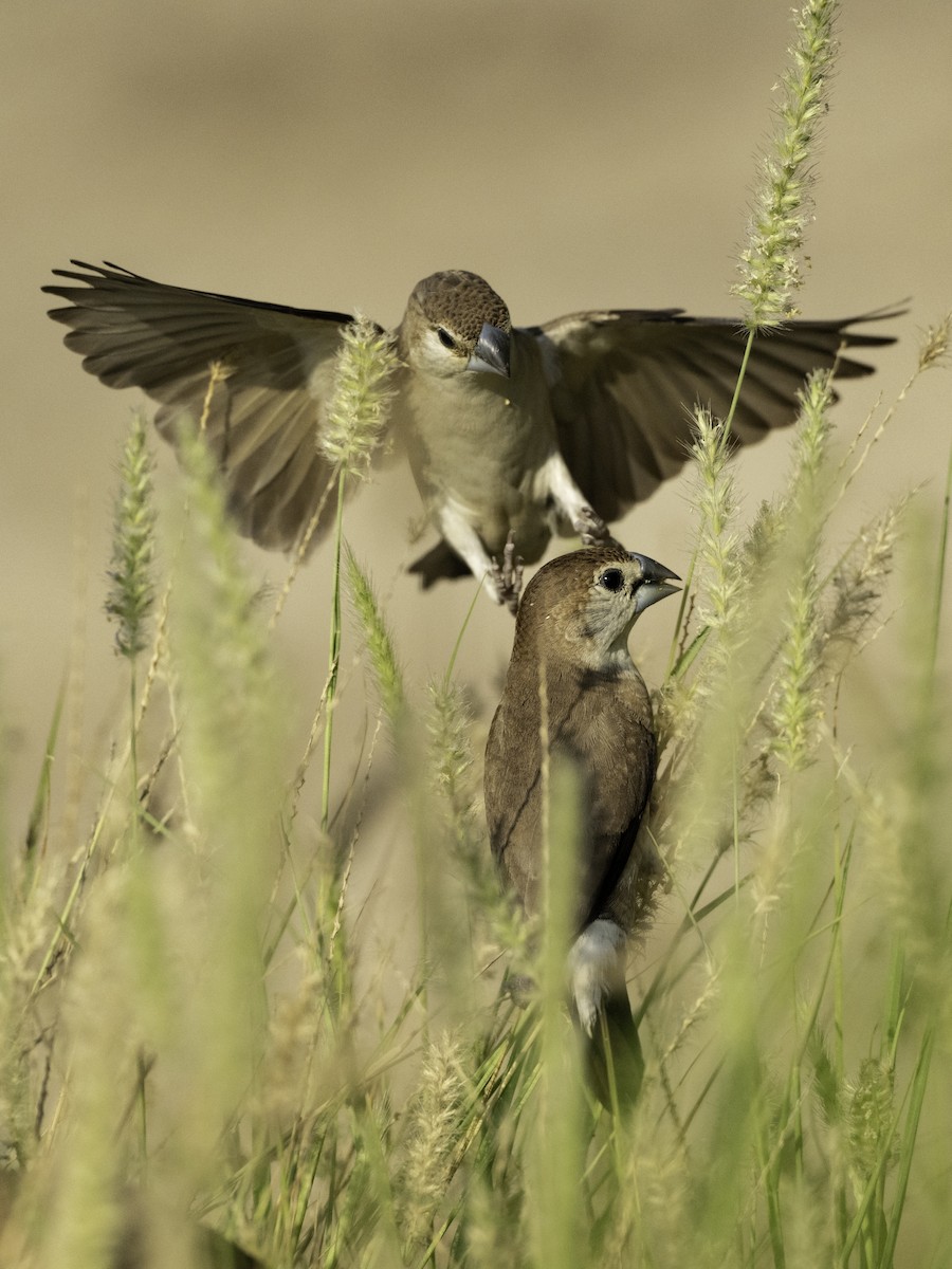 Indian Silverbill - ML644466349