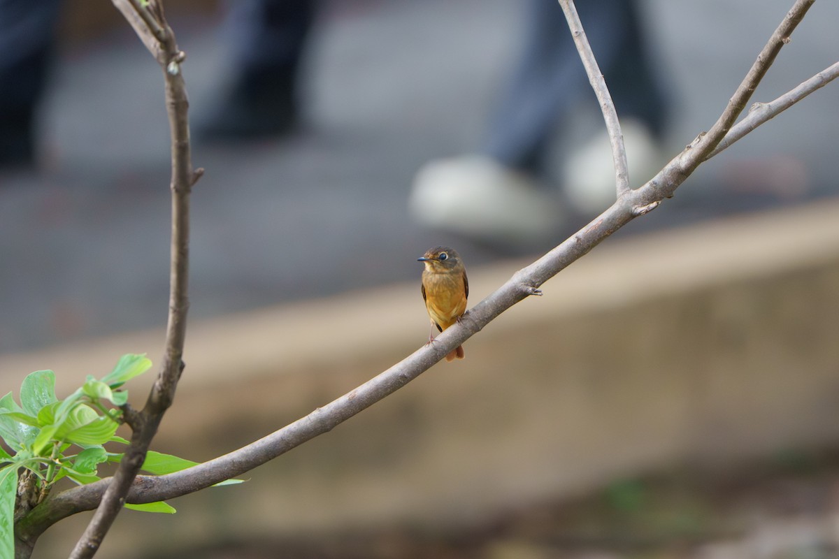 Ferruginous Flycatcher - ML644466354