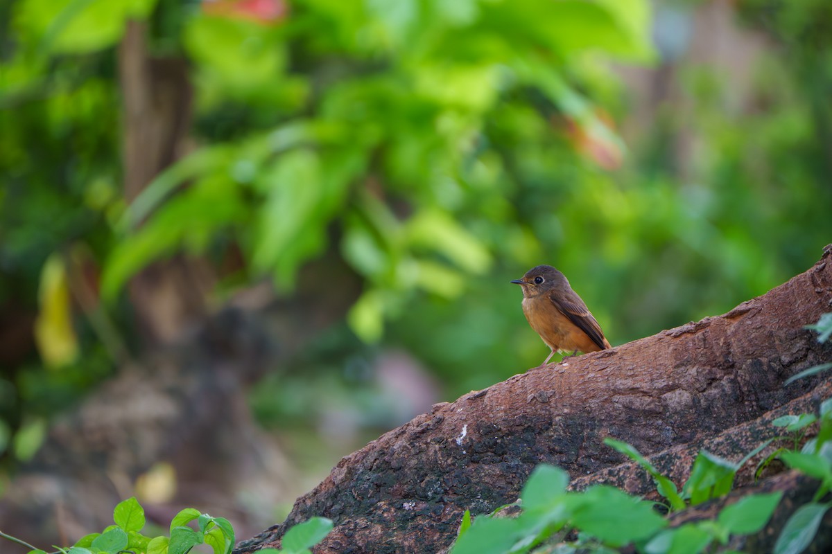 Ferruginous Flycatcher - ML644466355
