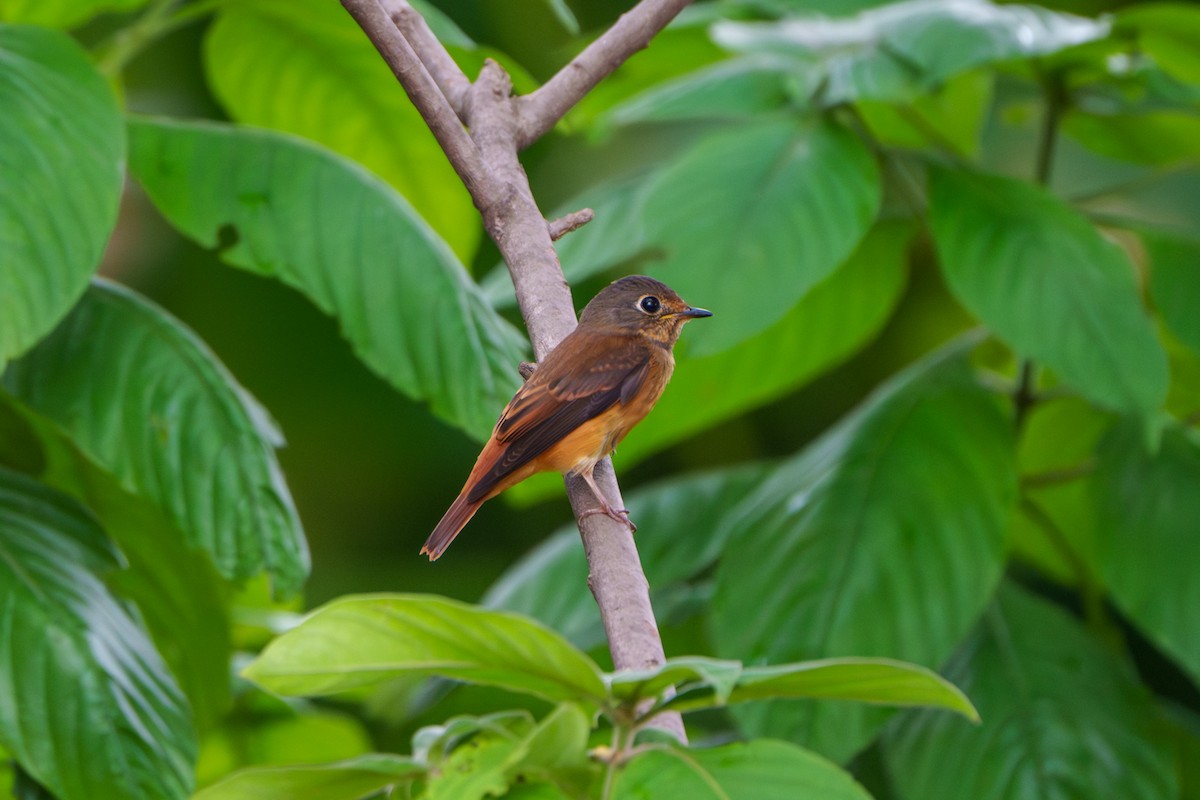 Ferruginous Flycatcher - ML644466356