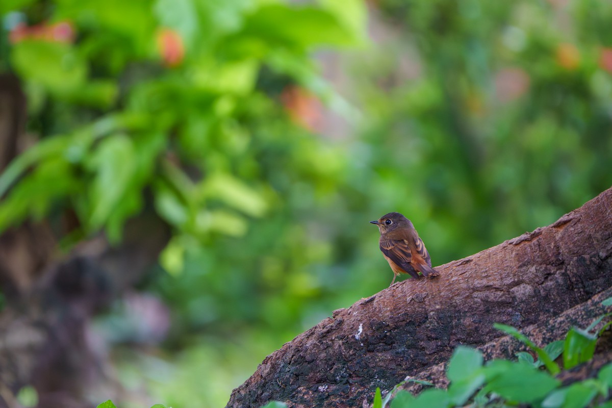 Ferruginous Flycatcher - ML644466357
