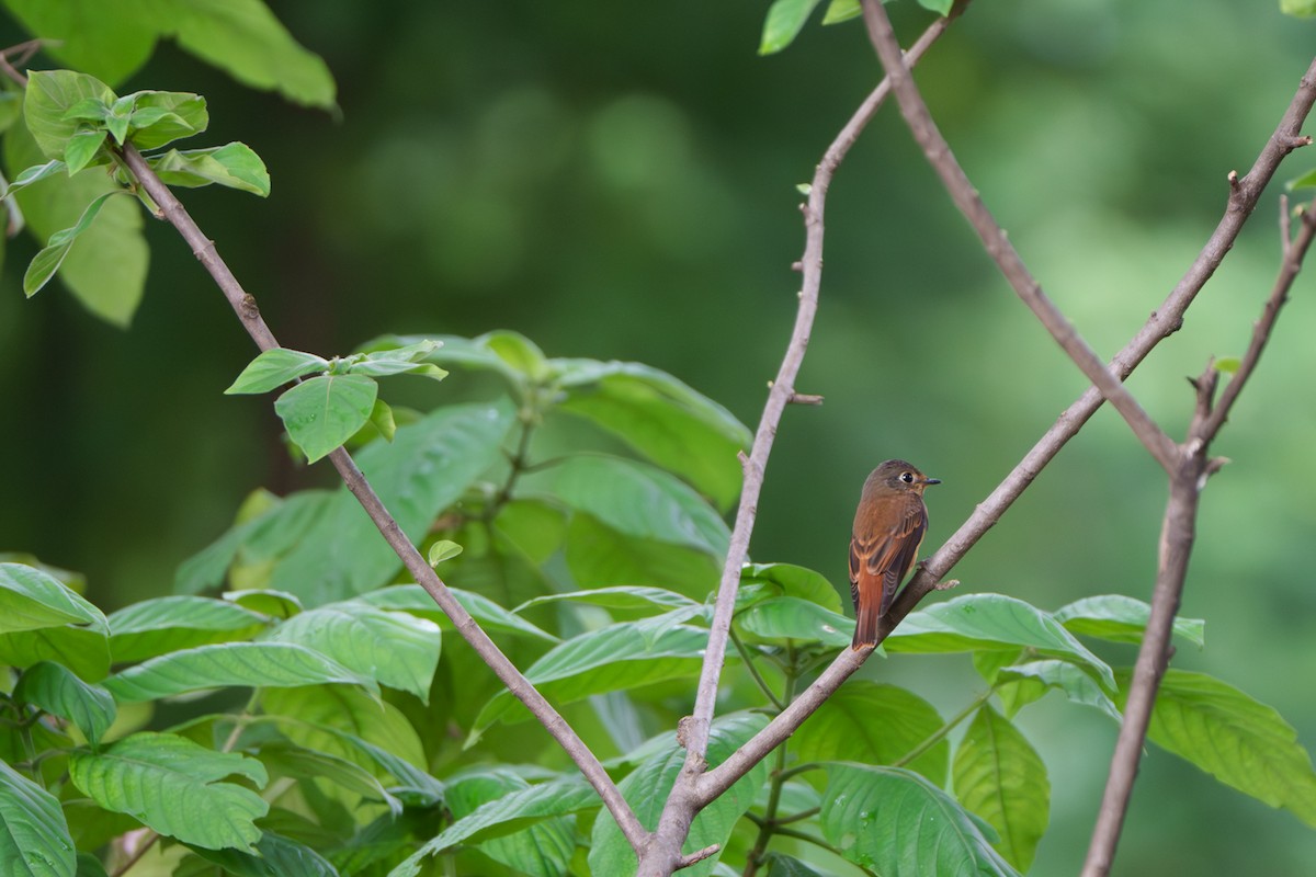 Ferruginous Flycatcher - ML644466358