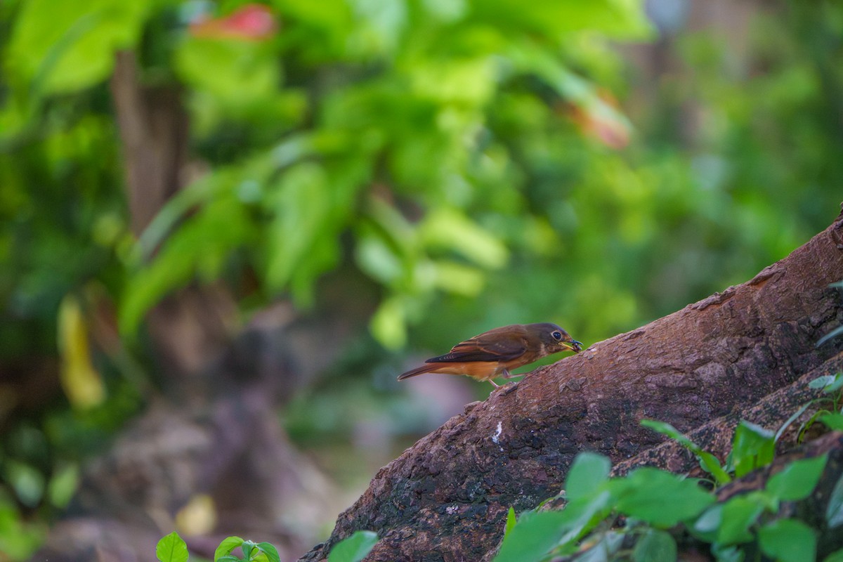 Ferruginous Flycatcher - ML644466359