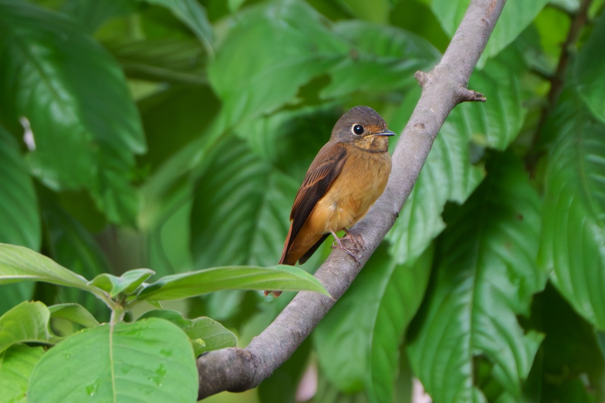 Ferruginous Flycatcher - ML644466360