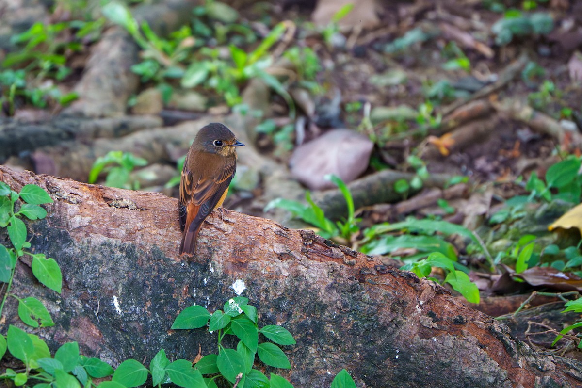 Ferruginous Flycatcher - ML644466361