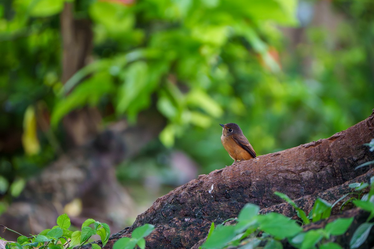 Ferruginous Flycatcher - ML644466362