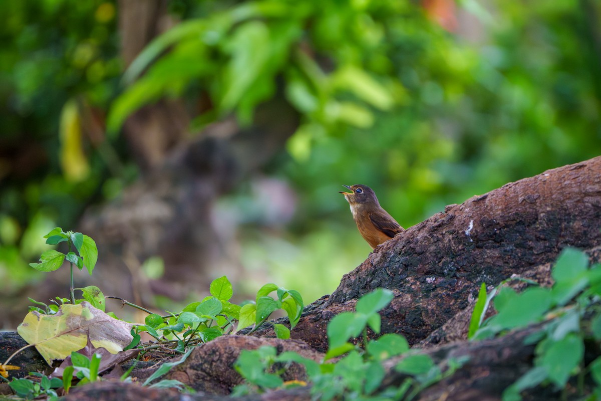 Ferruginous Flycatcher - ML644466363