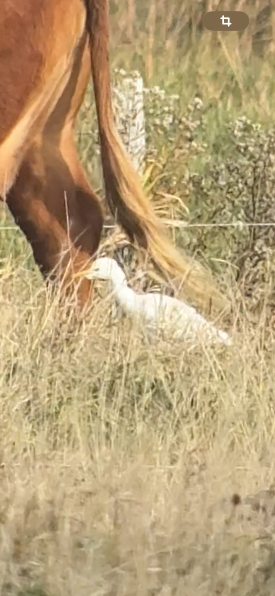 Western Cattle-Egret - ML644466371
