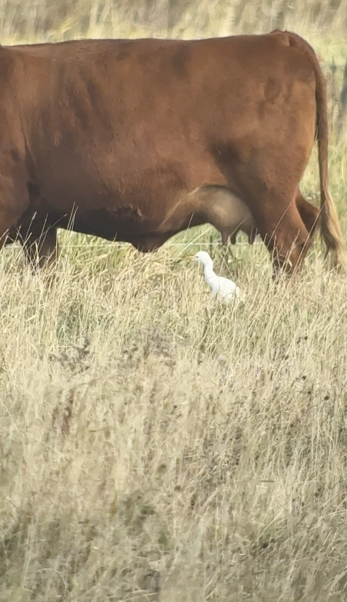 Western Cattle-Egret - ML644466372