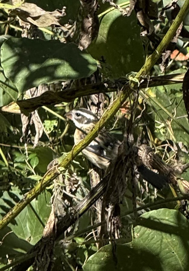 Rose-breasted Grosbeak - ML644466373