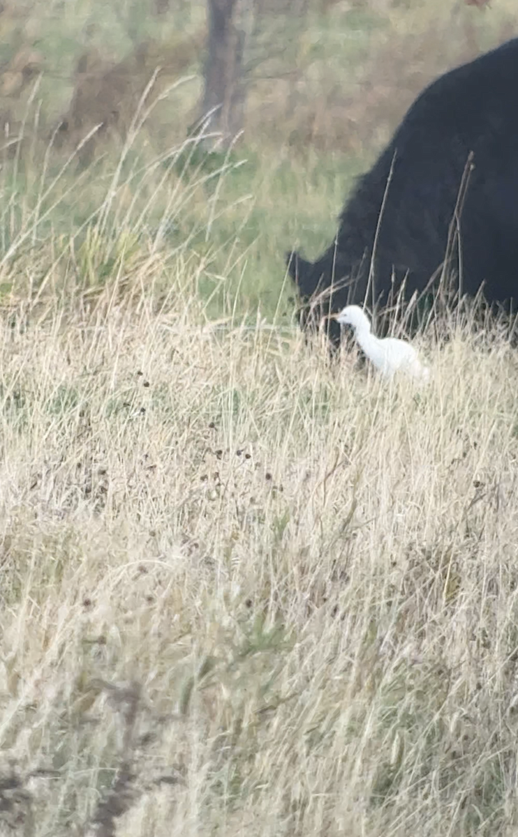 Western Cattle-Egret - ML644466374