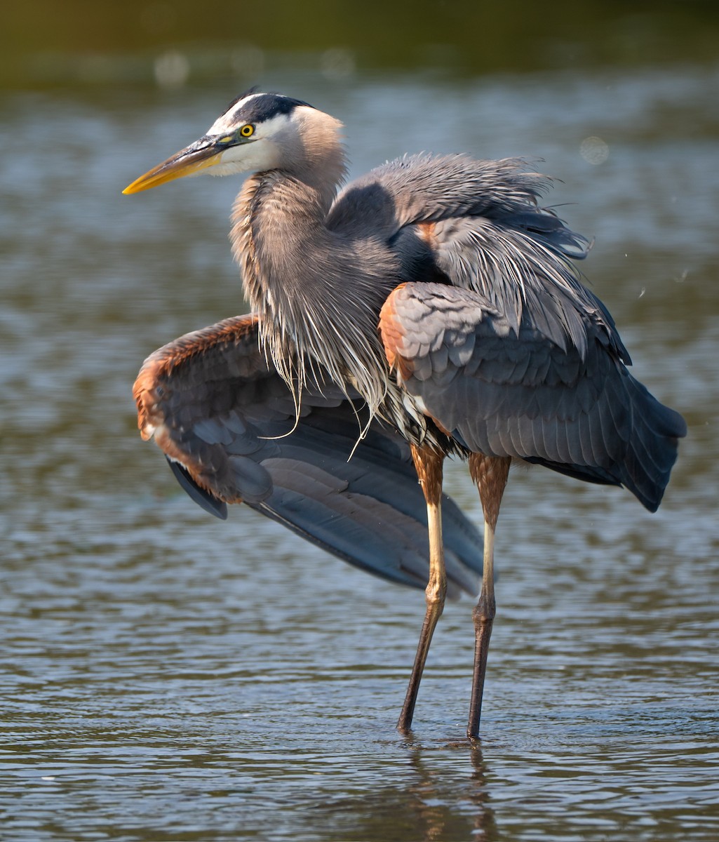 Great Blue Heron - ML644466375