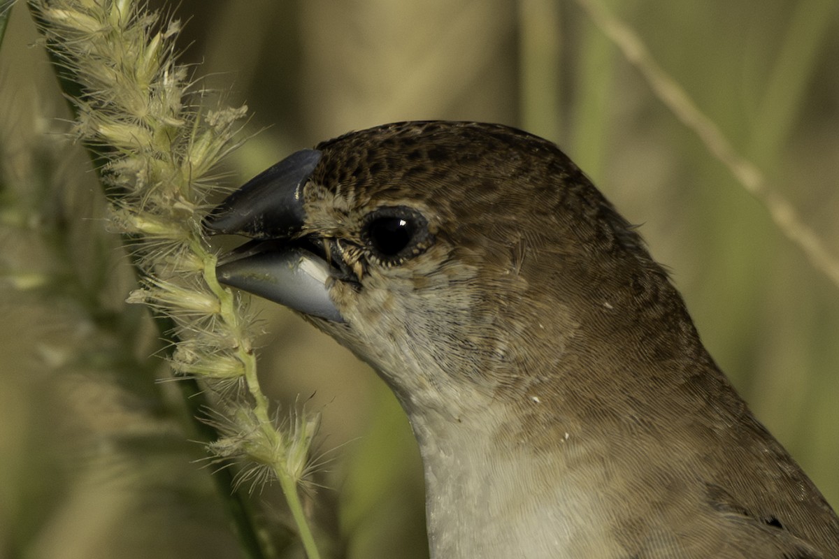 Indian Silverbill - ML644466380