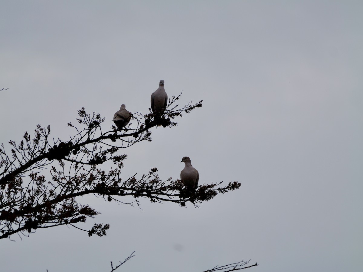 hrdlička zahradní - ML644466382