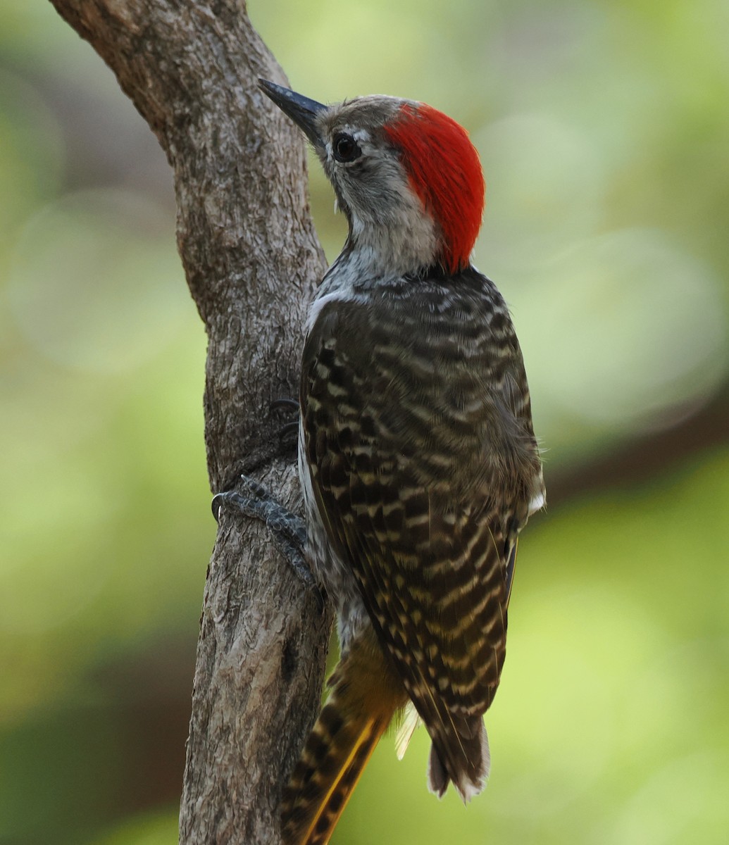 Cardinal Woodpecker - ML644466397