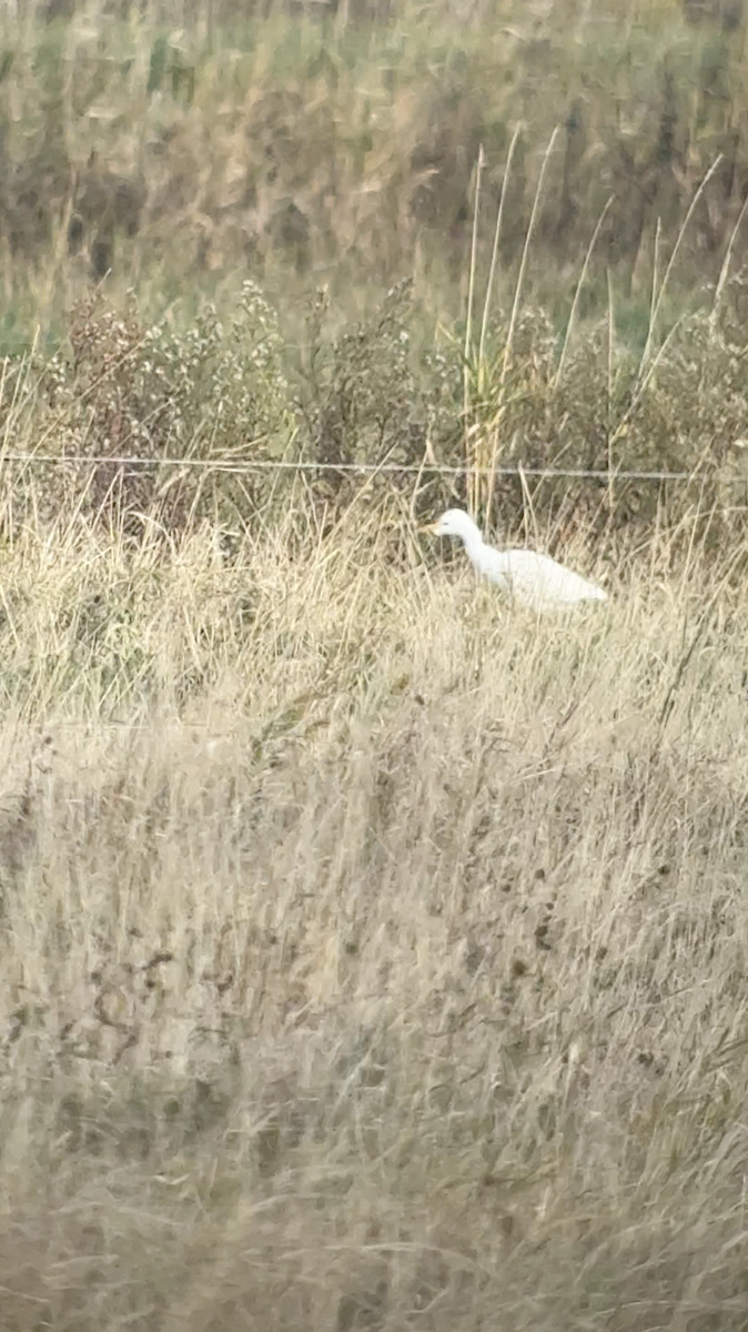 Western Cattle-Egret - ML644466400
