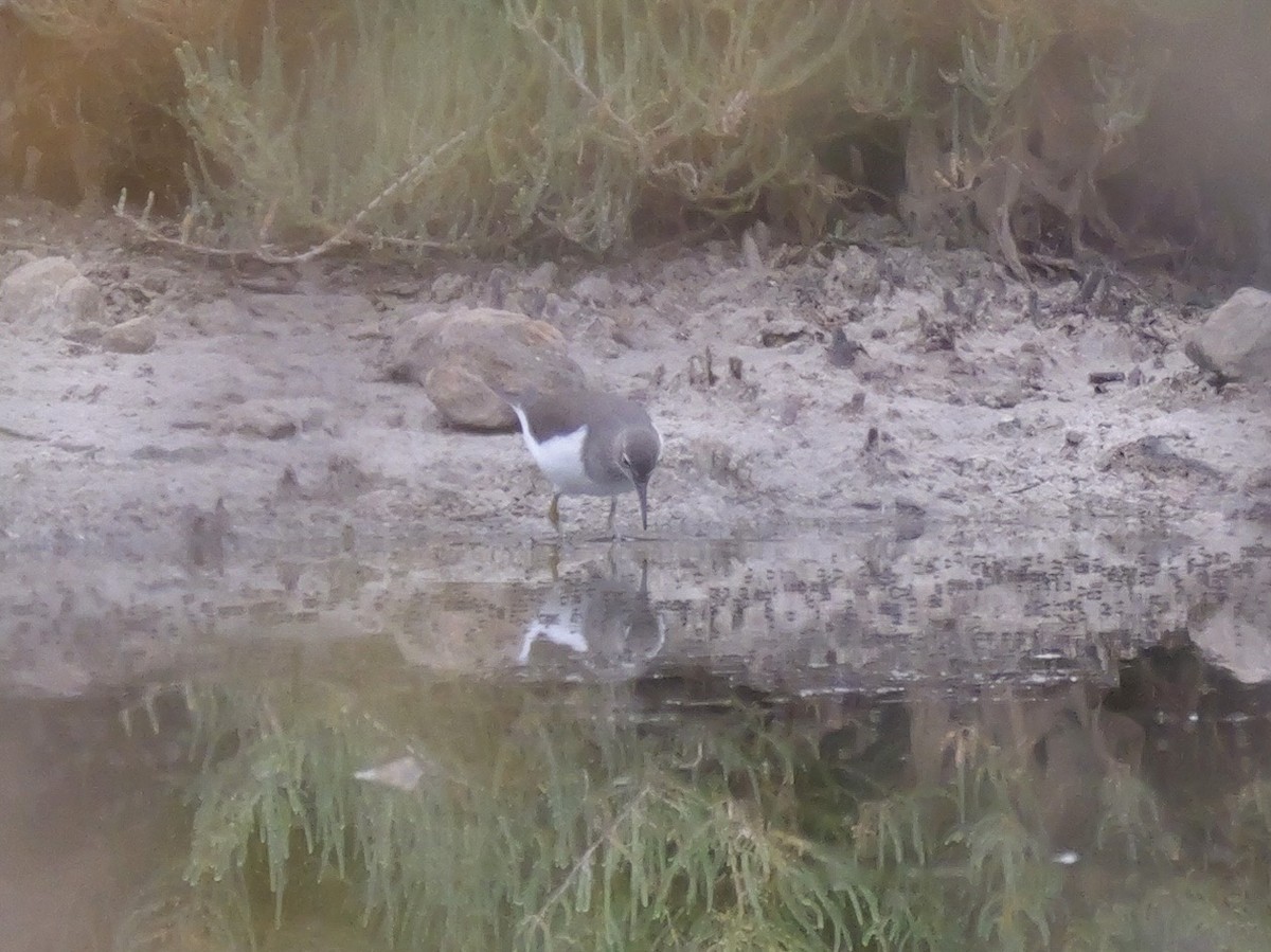 Хайргын хөгчүү - ML644466420