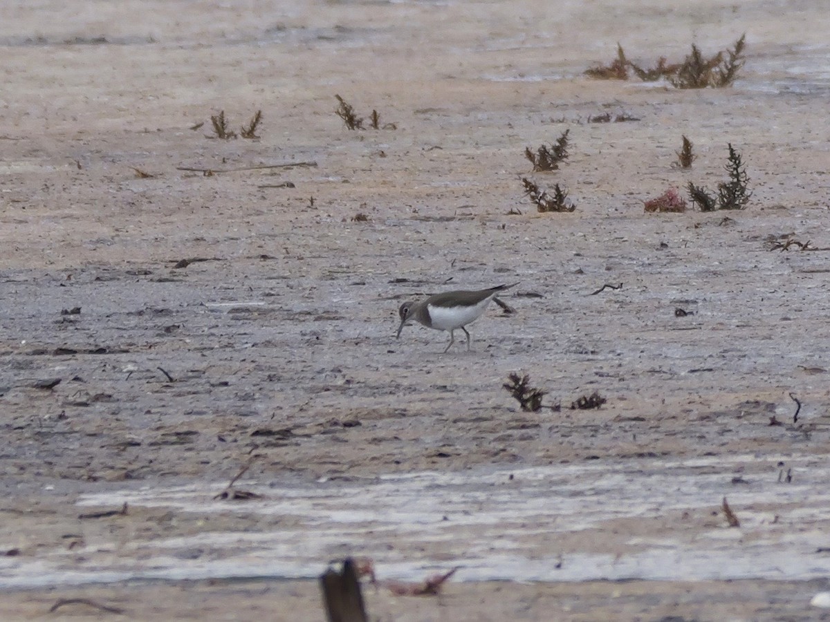 Хайргын хөгчүү - ML644466421